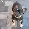 French bulldog for adoption
