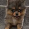 AKC pomeranian puppies