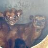 Adult Kinkajou Pair