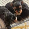 Yorkie Poo Females