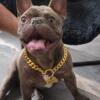 FRENCH BULLDOGS FOR SALE