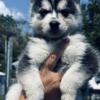 3/4 Siberian husky 1/4 Pomeranian puppies for sale!