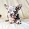 French Bulldog Puppies For Sale