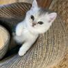 British shorthair Kittens