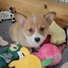 Pembroke Welsh Corgi