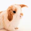Hand-raised Lop Bunnies!