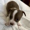 MALE chocolate & white chihuahua pup (stripe if listed, he is still available.