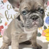 Adorable French Bulldog Puppies