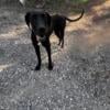 Reg.Great Dane pup 1yr olbest offer