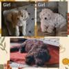 Mini goldendoodle puppies $1000 - 2 females- 1 male