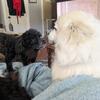 Full blood no papers American eskimo