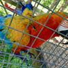 Dominant Yellow Camelot. Catalina. And Blue and Gold Macaws