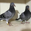 Pair Of Squeakers 2026