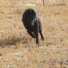 AKC Belgian Sheepdog Puppies