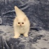 PERSIAN KITTENS CFA REGISTERED