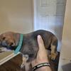 Puppies For Sale