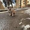 Pocket American Bully