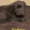 Labrador Retriever Puppies  Available late February/beginning March in Mid-Michigan