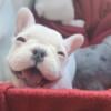 AKC registered French Bulldog puppy