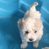 Maltipoo Puppies 
