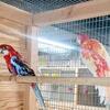 Rosella's