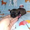 Brussels Griffon babies