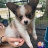 AKC Papillon Puppies