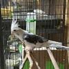 Cockatiels