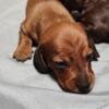 Miniature dachshund solids and piebald