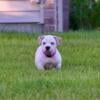 Female extreme pocket bully puppy for sale. Abkc registered.