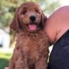 Miniature Labradoodle