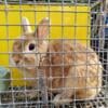 Orange Netherland Dwarf Brood Doe