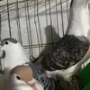 Afgan pigeon  turkish and more