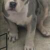 American pocket bully male 