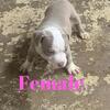 American pit bull / Bully pups