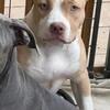 American bully female