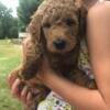 Five week old Labradoodle looking for a loving new home