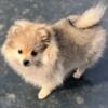 Female Pomeranian puppy seeking a family of "Human Pets" to love her.