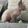 Sphynx kitten blue fawn boy 3 months old cat