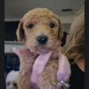 Goldendoodle pups medium reduced