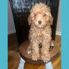 MINI GOLDENDOODLES