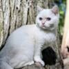 Reserved TICA British Shorthair black point girl blue eyes