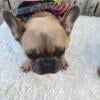 Louie the mini Frenchie for sale (never been breed?