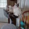 Blue mitted lynx Ragdoll boy available