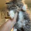 Tabby and white male exotic long hair kitten