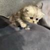 Persian kitten for sale in southern Indiana area