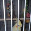 Cockatiel