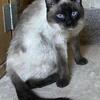 Seal Point Apple Head Siamese