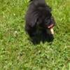 CKC Male Pekingese Puppy