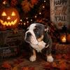 AKC English Bulldog puppies!  Only 1 left !